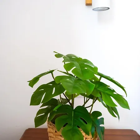 Rentalfue Oasi Tropical *